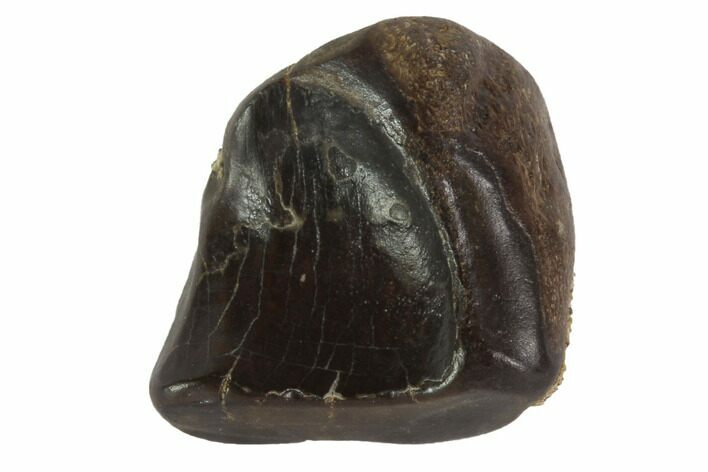 Triceratops Shed Tooth - Montana #98332